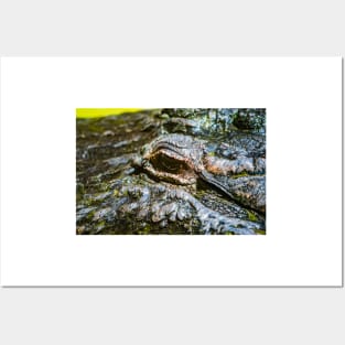 Alligator eye Posters and Art